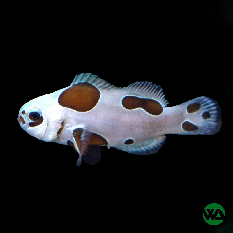 Mocha Storm Clownfish - Amphiprion Ocellaris