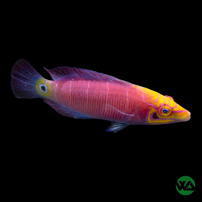 Mystery Wrasse - Pseudocheilinus ocellatus