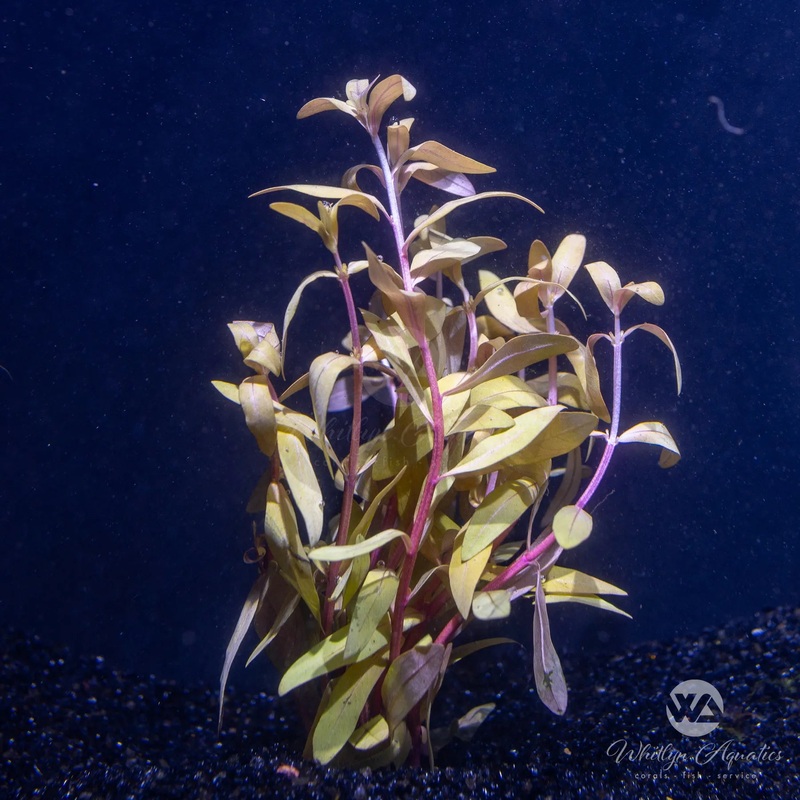 Nesaea pedicellata golden