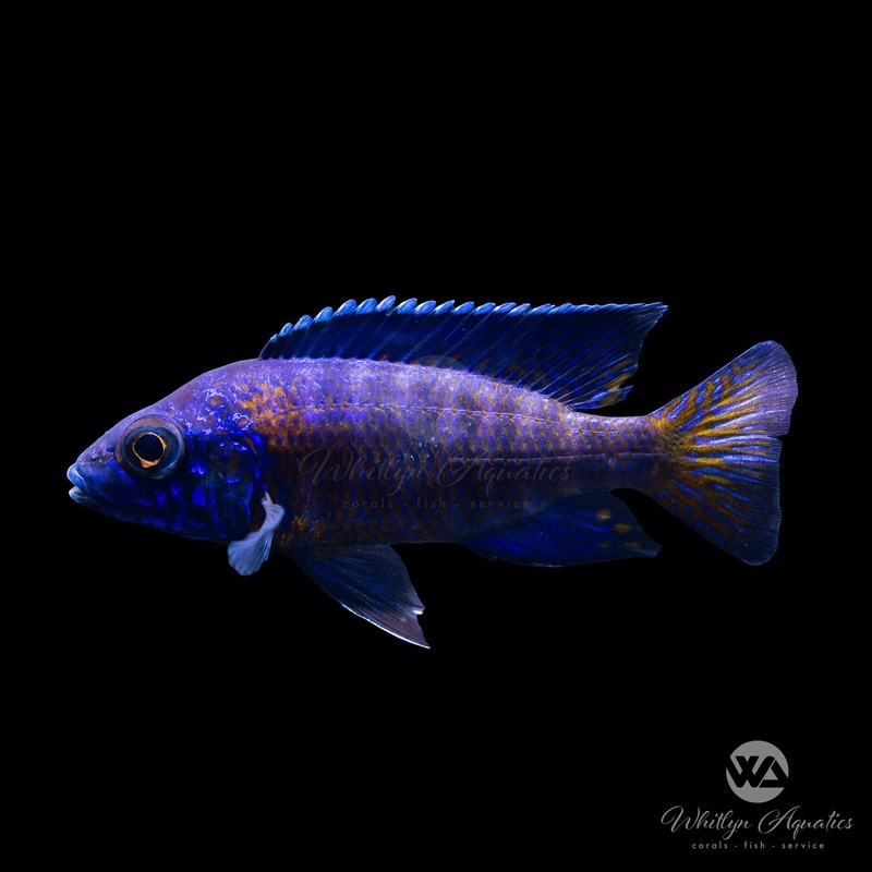 Ngara Flametail Peacock - Aulonocara stuartgranti