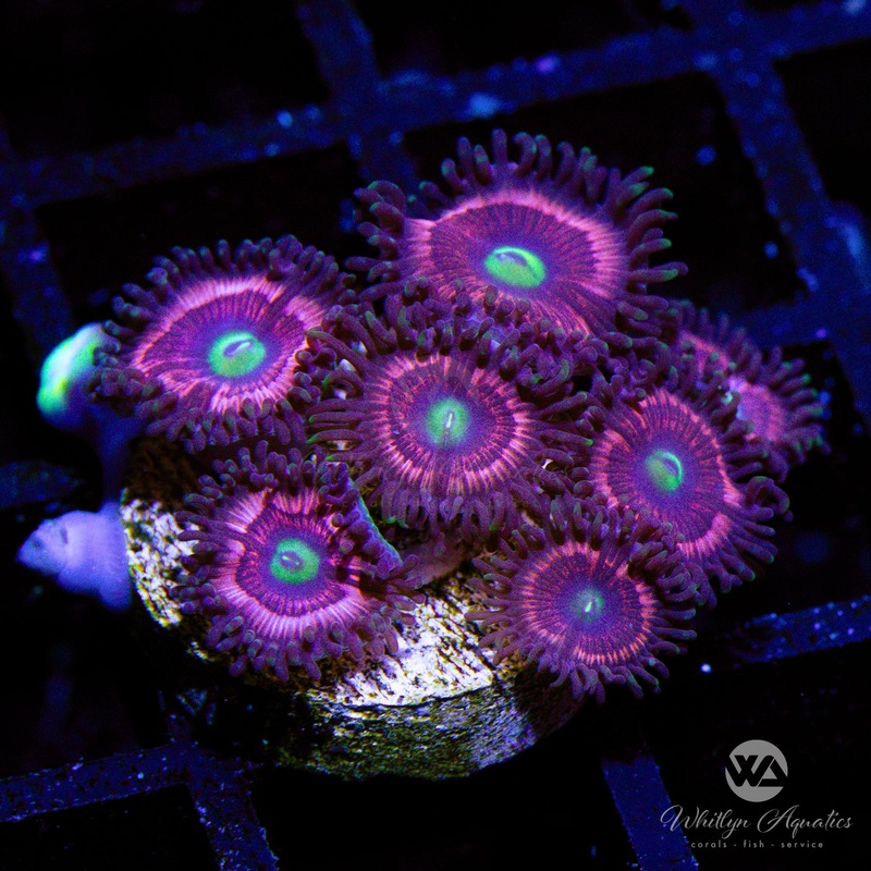 Pink Cat Eyes Zoanthid (Aquacultured)