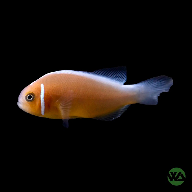 Pink Skunk Clownfish - Amphiprion Perideraion