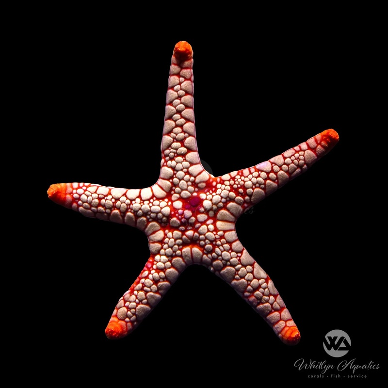 Pink Tile Fromia Starfish - Fromia monilis
