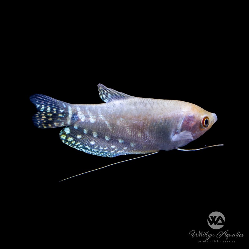 Platinum Opaline Gourami - Trichogaster trichopterus