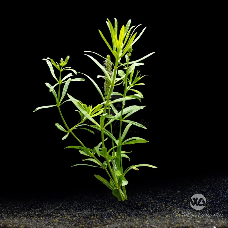 Pogostemon stellatus eustralis
