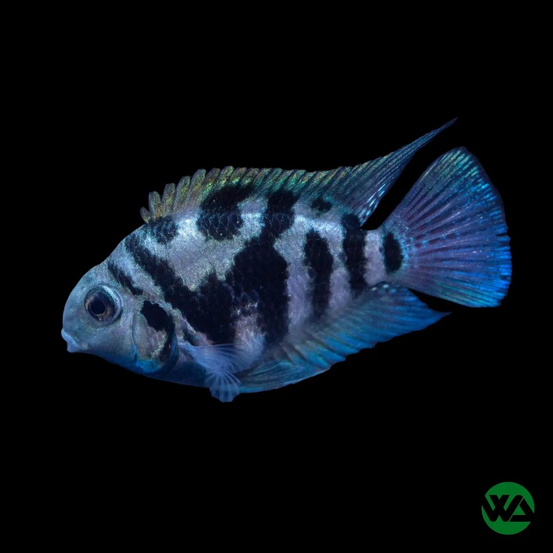 Polar Blue Parrot Cichlid