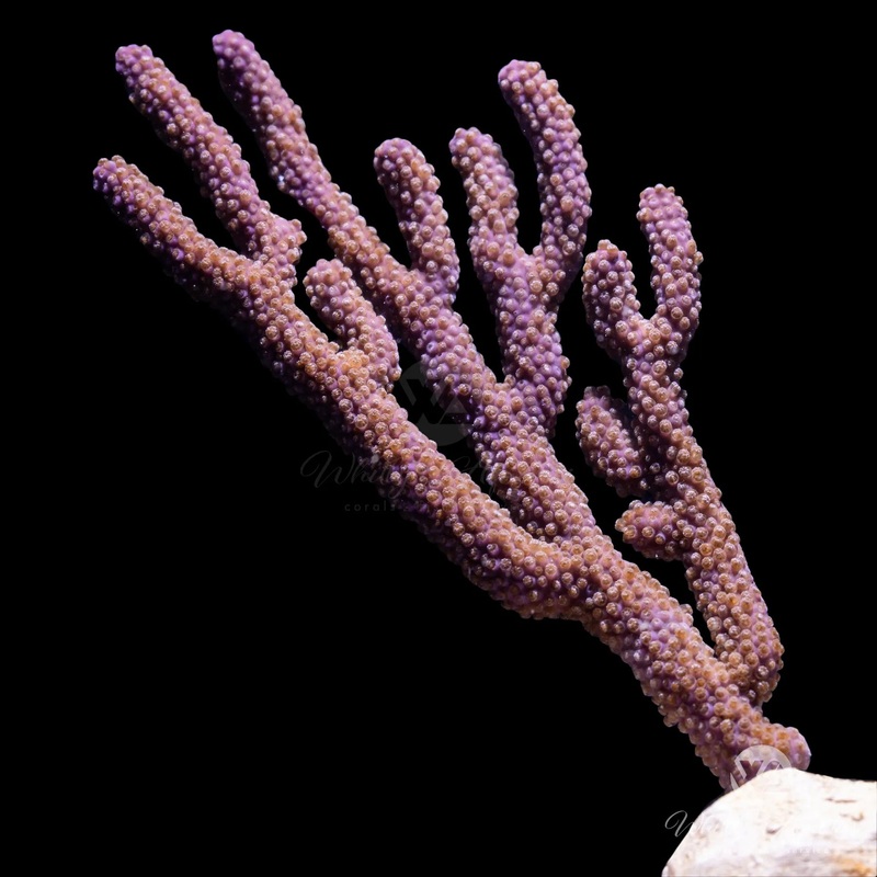 Purple Candelabra - Gorgonian (Photosynthetic)