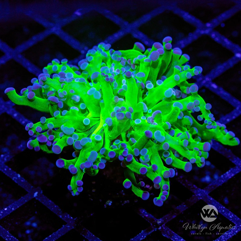 Purple Tip Frogspawn