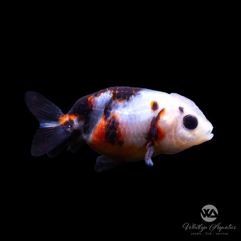 Ranchu Calico Goldfish