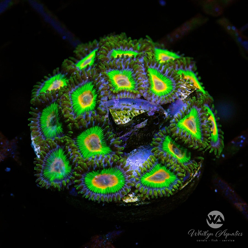 Rasta Zoa (Fully Encrusted)- WYSIWYG