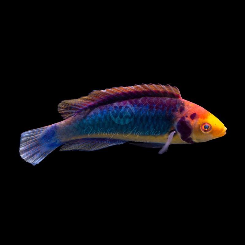 Red Head Solon Fairy Wrasse - Cirrhilabrus solorensis