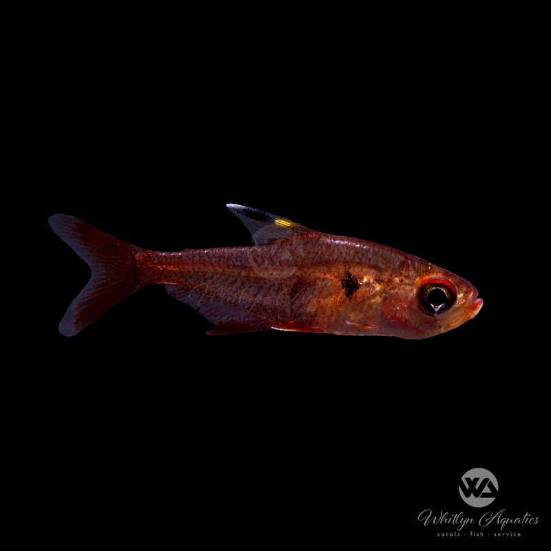 Red Phantom Tetra - Hyphessobrycon sweglesi