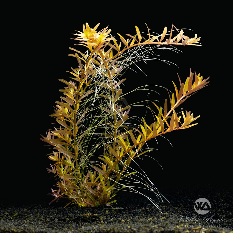 Rotala Rotundifolia "Orange Juice"