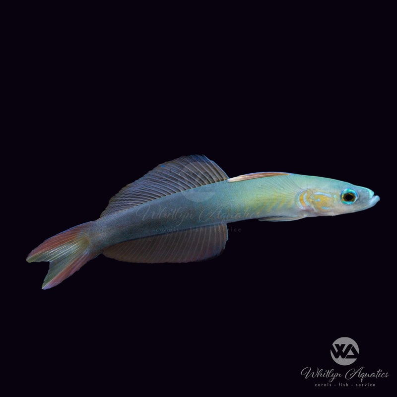 Scissortail Dartfish - Ptereleotris evides