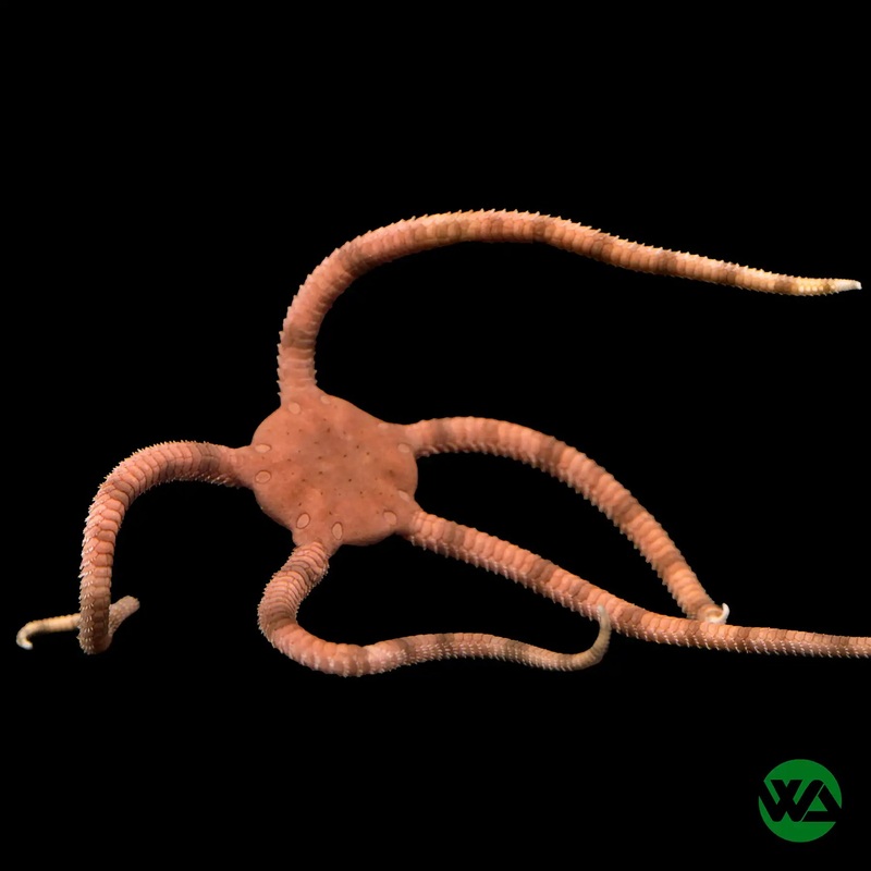 Serpent Starfish - Ophioderma sp.