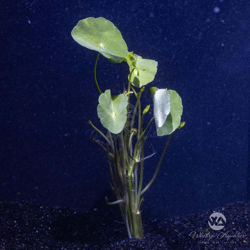 Shield Pennywort - Hydrocotyle verticillata