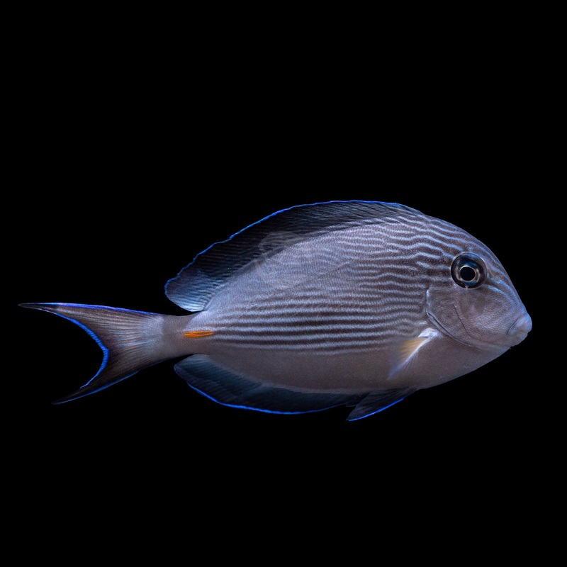 Sohal Tang - Acanthurus sohal