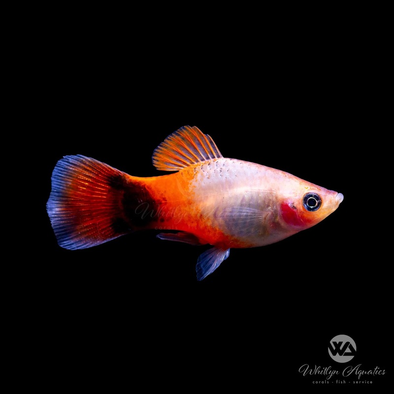 Sunburst Mickey Mouse Platy - Xiphophorus maculatus