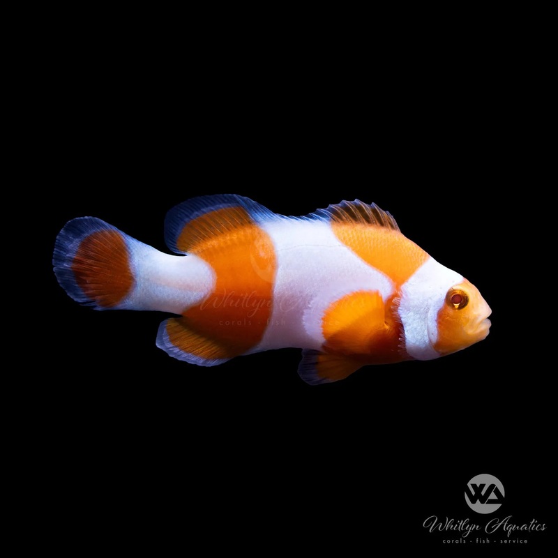 Tangerine Percules Clownfish - Amphiprion percula