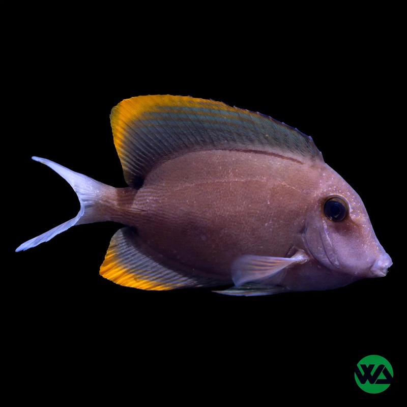 Tomini Tang - Ctenochaetus tomini