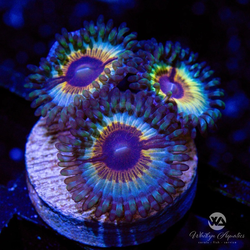 Vampire In Drag Zoanthid (Aquacultured)