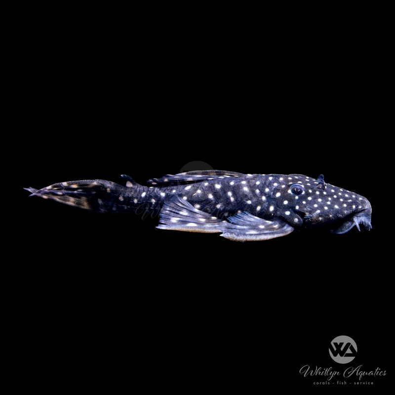 Vampire Pleco L240 - Leporacanthicus galaxias