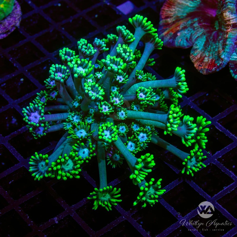 WA Emerald Gem Goniopora (Aquacultured)