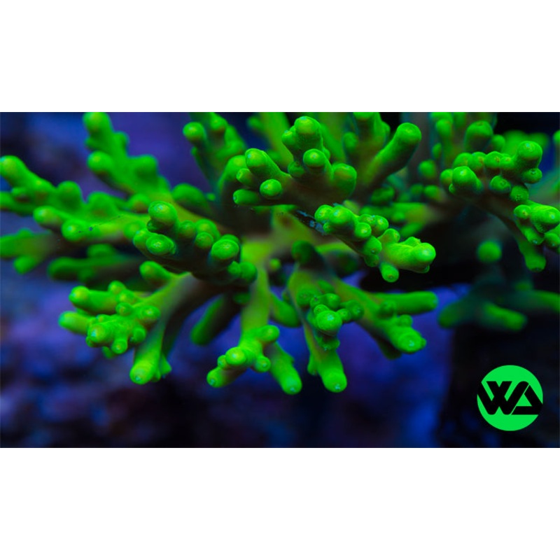 WA Glow Stick Smooth Skin Acropora