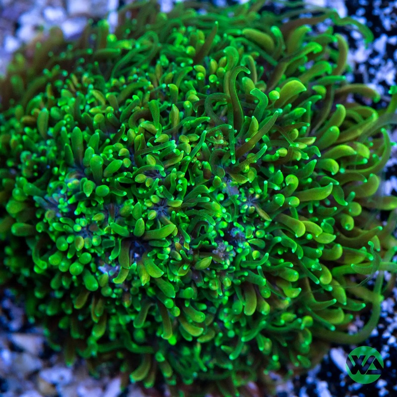 WA Holy Grail Galaxea