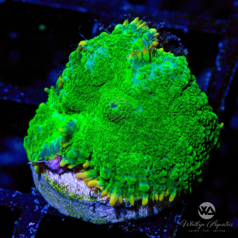 WA John Deere Rhodactis Mushroom - WYSIWYG