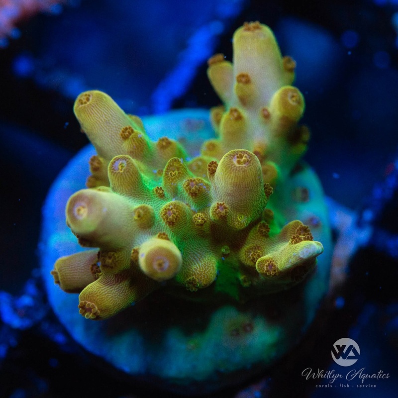 WA King Midas Acropora