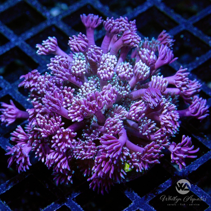 WA Smarties Goniopora