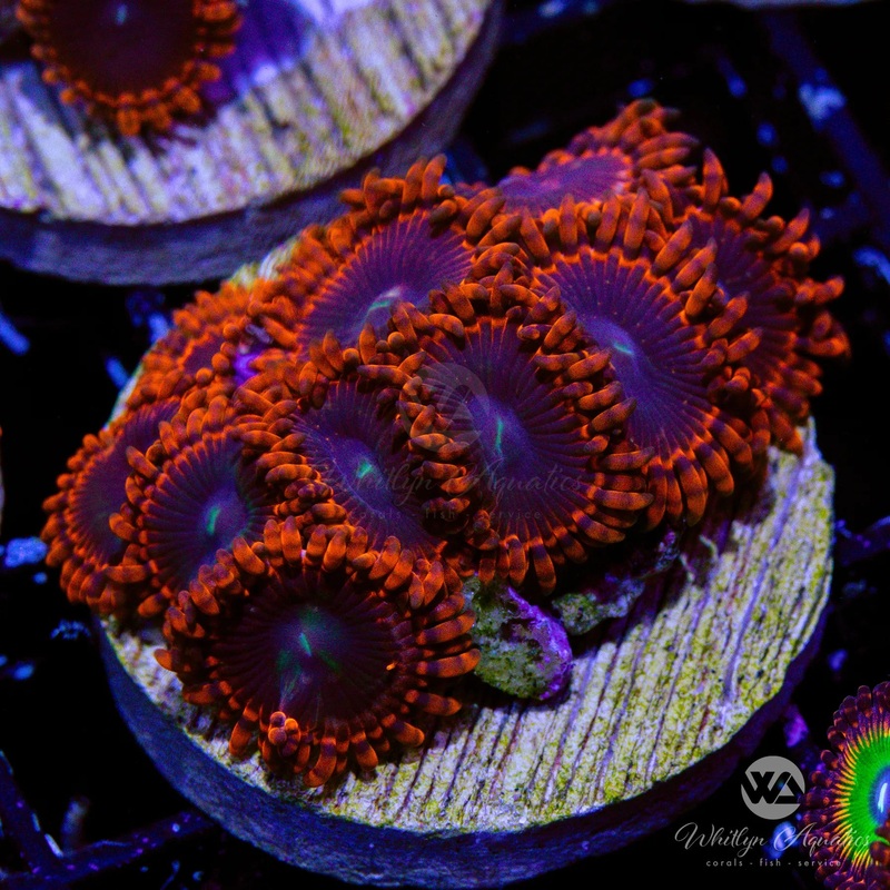 WA Witch's Brew Zoanthid (Aquacultured)