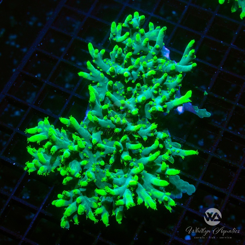 WA Yoda Acro Colony (~4") - WYSIWYG