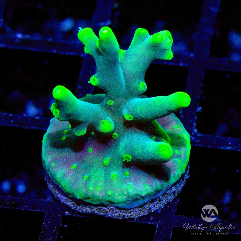 WA Yoda Acro - WYSIWYG