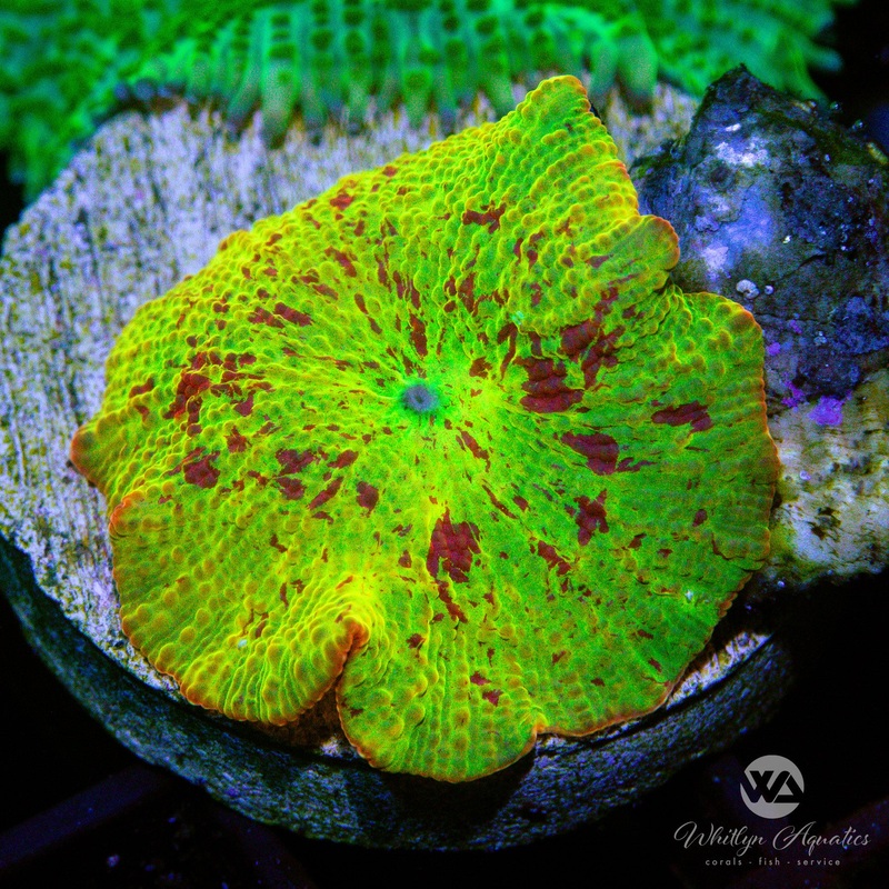 We Be Jammin' Yellow Eclectus Mushroom (~1") - WYSIWYG