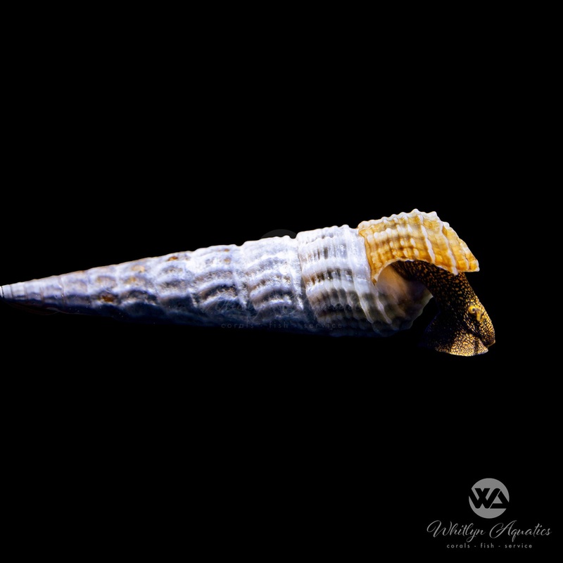 White Hercules Snail - Brotia herculea