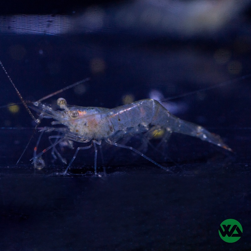 Wild-type Neocaridina Shrimp