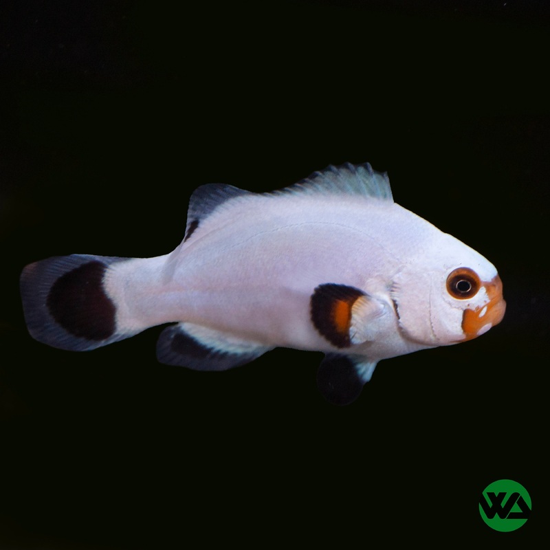 Wyoming White Clownfish - Amphiprion Ocellaris