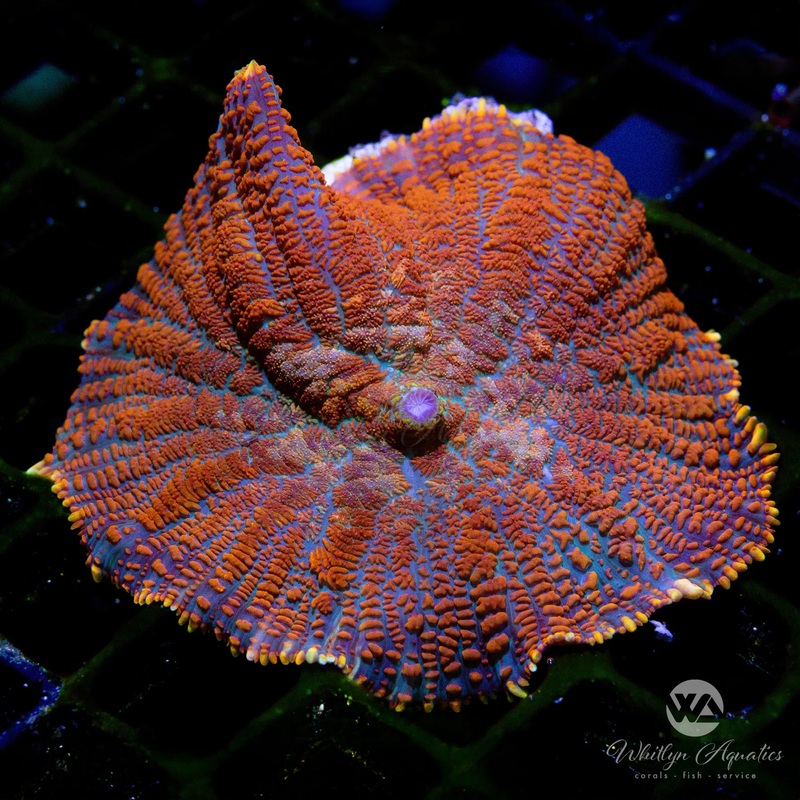 XL WA Superman Rhodactis Mushroom (2.5-3") - WYSIWYG