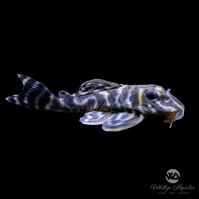 Yellow Zebra Pleco L199 - Hypancistrus Furunculus