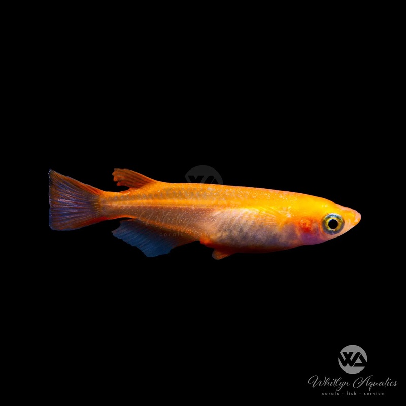 Yokihi Red Medaka Ricefish - Oryzias latipes