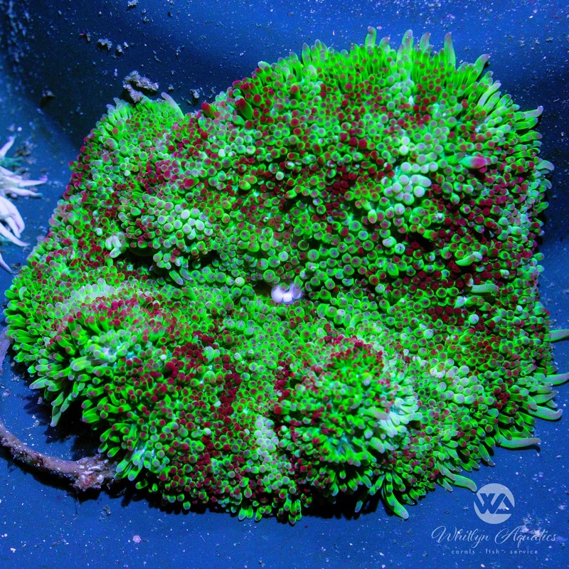 A01 - Mini Carpet Anemone - WYSIWYG