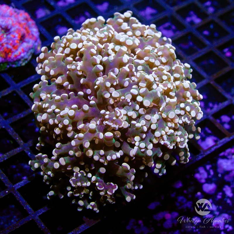 A02 - Gold Octospawn - WYSIWYG