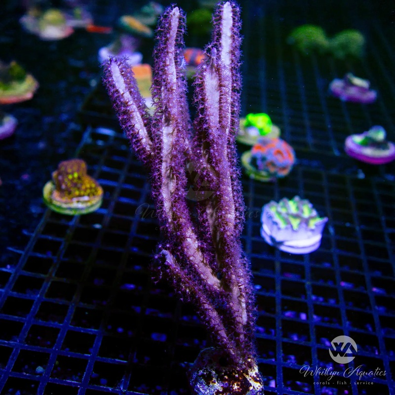 A04 - XL Gorgonian (~6") - WYSIWYG