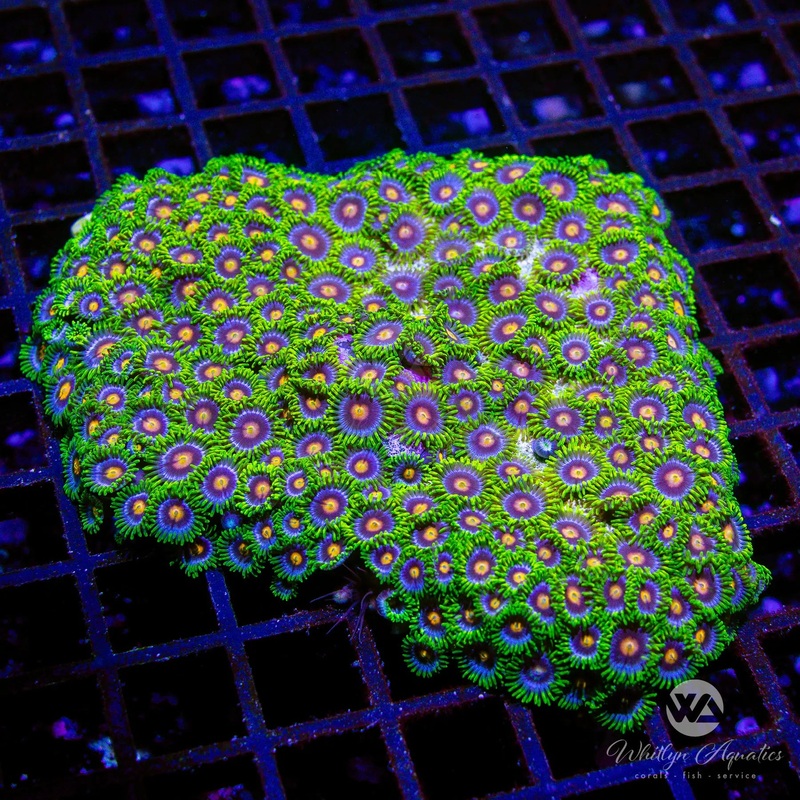 A05 - Blowpop Zoa Colony (~5") - WYSIWYG