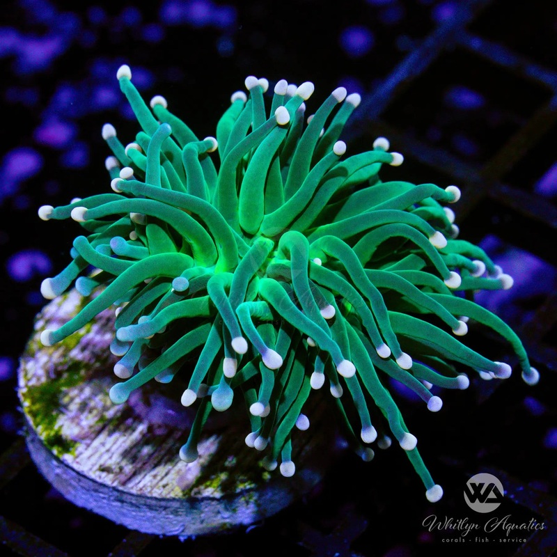 A07 - WA Forest Green Torch - WYSIWYG