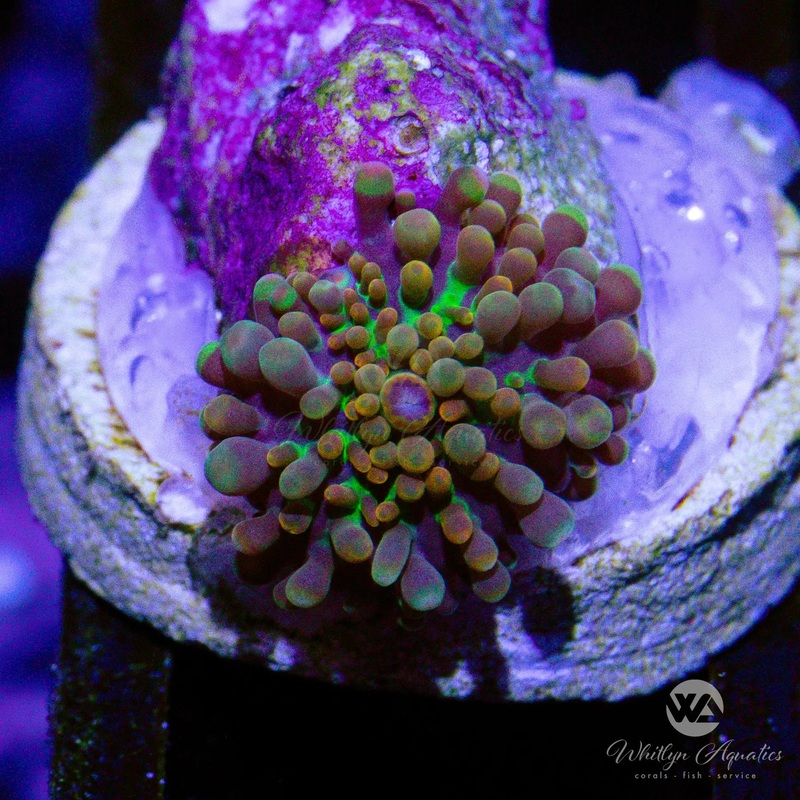 A08 - Baby Godzilla Bounce Mushroom (~.5")  - WYSIWYG