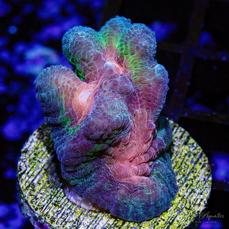 A09 - Rainbow Pectina  - WYSIWYG