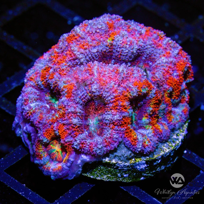 A10 - WA Cotton Candy Acan - WYSIWYG